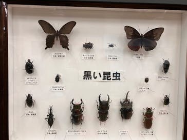 JOYPOLIS 特別イベントスペースに投稿された画像（2024/10/17）