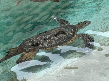 新江ノ島水族館に投稿された画像（2024/10/17）