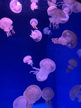 新江ノ島水族館に投稿された画像（2024/10/17）