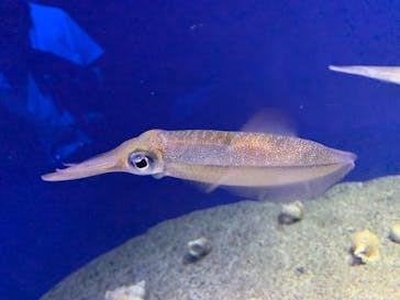 新江ノ島水族館に投稿された画像（2024/10/17）