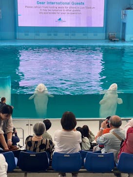 しながわ水族館に投稿された画像（2024/10/17）