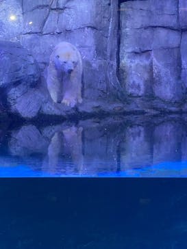 しながわ水族館に投稿された画像（2024/10/17）