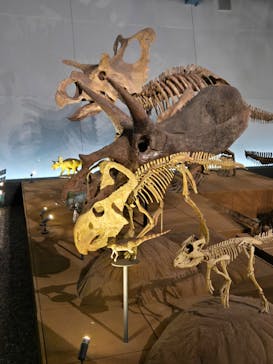 福井県立恐竜博物館に投稿された画像（2024/10/17）