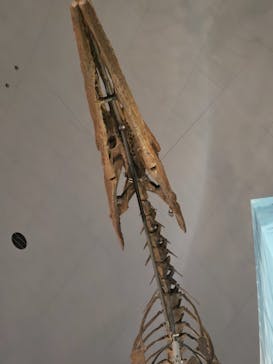 福井県立恐竜博物館に投稿された画像（2024/10/17）