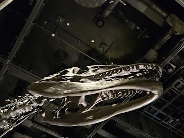 福井県立恐竜博物館に投稿された画像（2024/10/17）