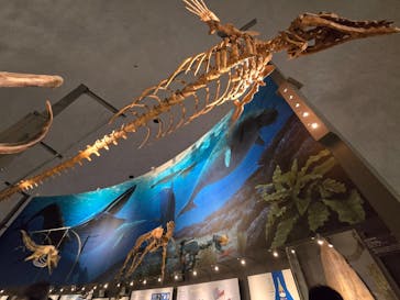 福井県立恐竜博物館に投稿された画像（2024/10/17）