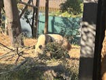 恩賜上野動物園に投稿された画像（2024/10/18）