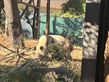 恩賜上野動物園に投稿された画像（2024/10/17）