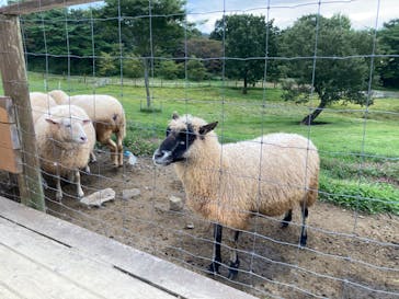 那須どうぶつ王国に投稿された画像（2024/10/17）