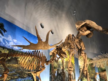 福井県立恐竜博物館に投稿された画像（2024/10/18）