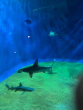 アクアワールド茨城県大洗水族館に投稿された画像（2024/10/18）