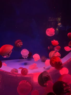 アクアワールド茨城県大洗水族館に投稿された画像（2024/10/18）