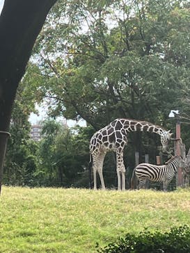 天王寺動物園に投稿された画像（2024/10/18）