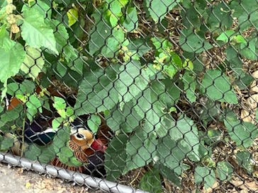 天王寺動物園に投稿された画像（2024/10/18）