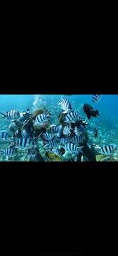 武藤潜水に投稿された画像（2024/10/18）