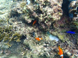 宮古ぱちツアーズに投稿された画像（2024/10/18）