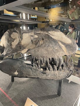 福井県立恐竜博物館に投稿された画像（2024/10/18）