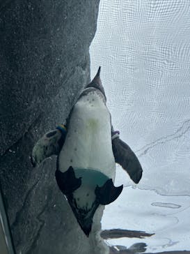 天王寺動物園に投稿された画像（2024/10/18）