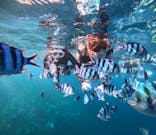 青の洞窟専門店　沖縄ダイビングショップ和に投稿された画像（2024/10/18）