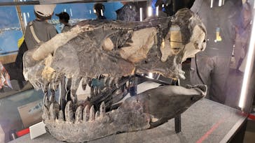 福井県立恐竜博物館に投稿された画像（2024/10/18）