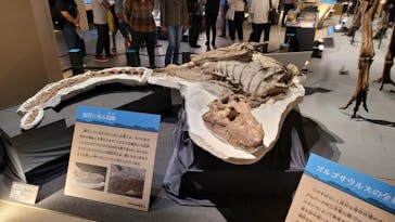 福井県立恐竜博物館に投稿された画像（2024/10/18）