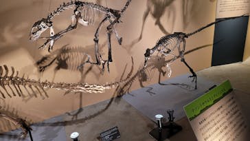 福井県立恐竜博物館に投稿された画像（2024/10/18）