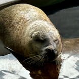 しながわ水族館に投稿された画像（2024/10/18）