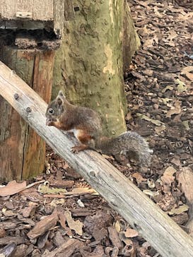 恩賜上野動物園に投稿された画像（2024/10/18）
