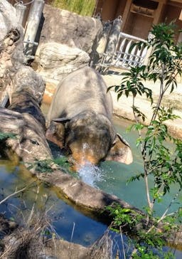 名古屋市東山動植物園に投稿された画像（2024/10/18）