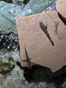 竹島水族館に投稿された画像（2024/10/18）