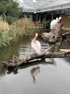神戸どうぶつ王国に投稿された画像（2024/10/18）
