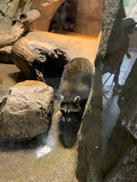 神戸どうぶつ王国に投稿された画像（2024/10/18）