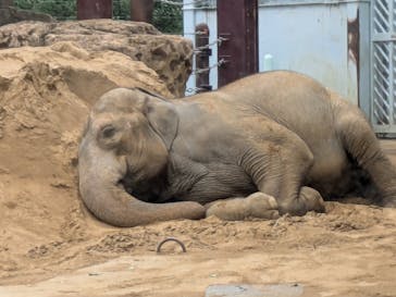 恩賜上野動物園に投稿された画像（2024/10/18）