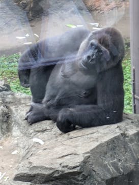 恩賜上野動物園に投稿された画像（2024/10/18）