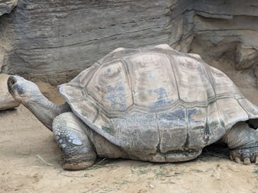 恩賜上野動物園に投稿された画像（2024/10/18）