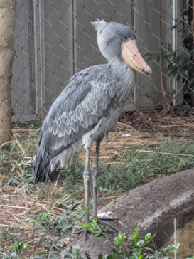 恩賜上野動物園に投稿された画像（2024/10/18）