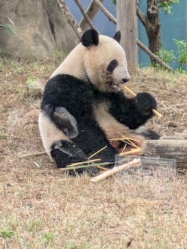 恩賜上野動物園に投稿された画像（2024/10/18）
