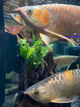 カワスイ 川崎⽔族館に投稿された画像（2024/10/18）