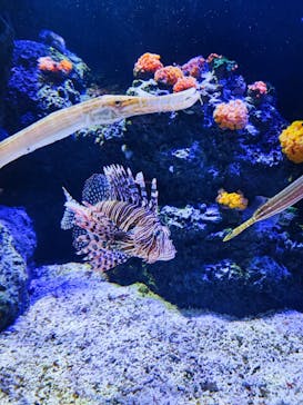 四国水族館に投稿された画像（2024/10/18）