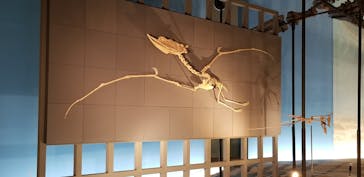 福井県立恐竜博物館に投稿された画像（2024/10/18）