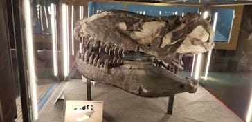 福井県立恐竜博物館に投稿された画像（2024/10/18）