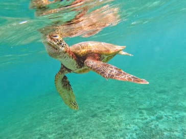 宮古島 ADVENTURE PiPi（ミヤコジマ アドベンチャー ピピ）に投稿された画像（2024/10/18）