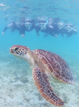 アマミエンシスに投稿された画像（2024/10/18）