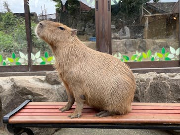 伊豆シャボテン動物公園に投稿された画像（2024/10/18）