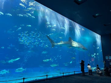 沖縄美ら海水族館に投稿された画像（2024/10/19）
