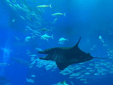 沖縄美ら海水族館に投稿された画像（2024/10/19）