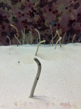 沖縄美ら海水族館に投稿された画像（2024/10/19）