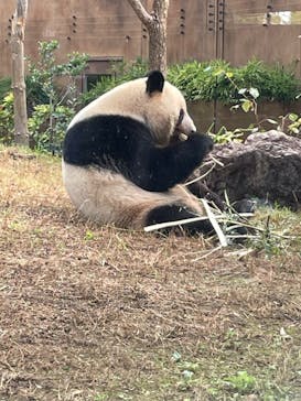恩賜上野動物園に投稿された画像（2024/10/19）