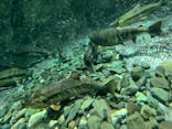 サケのふるさと 千歳水族館に投稿された画像（2024/10/19）