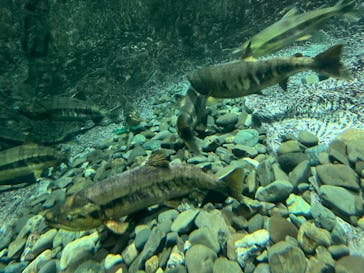 サケのふるさと 千歳水族館に投稿された画像（2024/10/19）